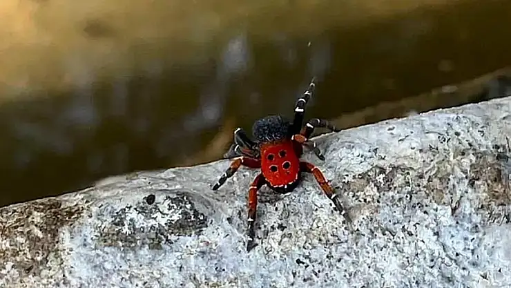 Ödemiş Balabanlı'da zehirli örümcek paniği