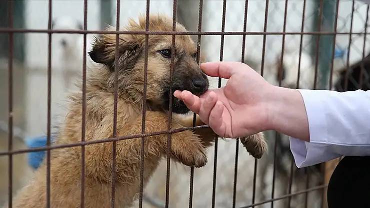 Ödemiş'te yangından kurtarılan köpeklere gönüllülerden şefkat eli