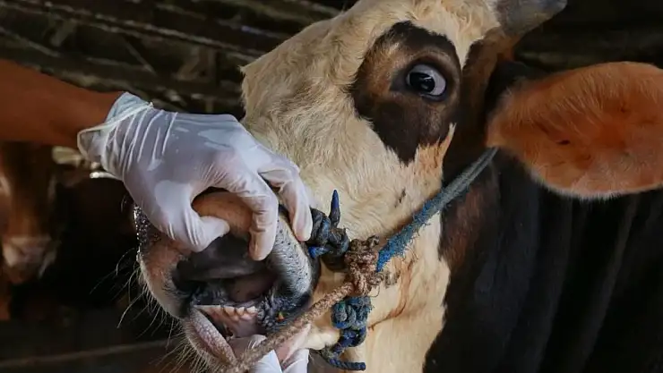 Ödemiş, Tire ve çevresinde hayvan üreticileri tedirgin