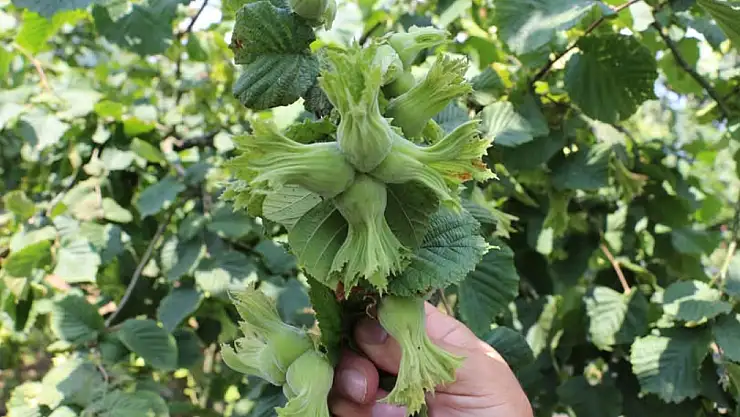 Ordu'da fındıkta büyük zarar