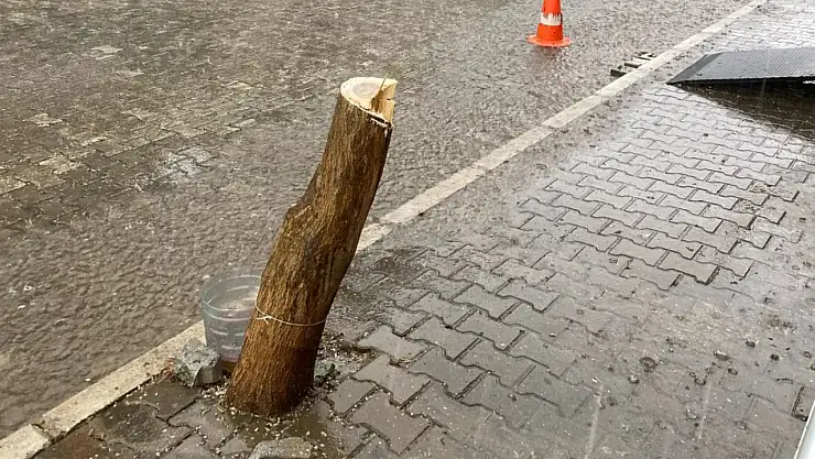 Tire Belediyesi katledilen ağacın yerine yenisini dikti