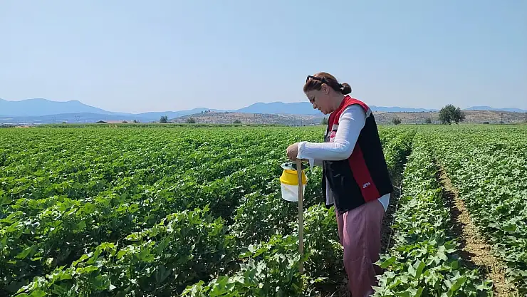 Tire'de tarımsal üretim sahalarında sıkı takip