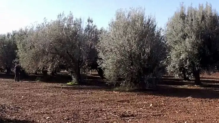 TMMOB: Zeytinlikleri madene açan yasa geri çekilmeli