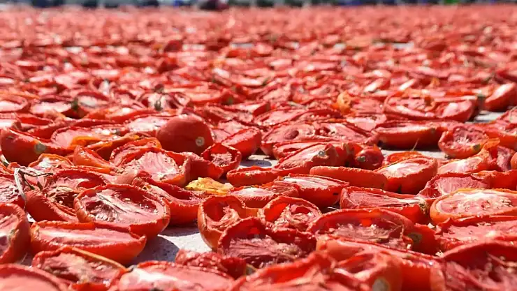 Torbalı domatesi dünya sofralarında