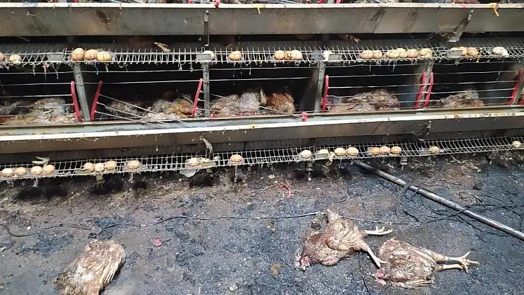 Torbalı kıyameti yaşadı yandaki fabrikadan sıçrayan alevler 13 bin tavuk ve civcivi telef etti