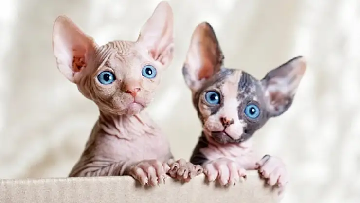 Tüysüz Zarafetin Temsilcisi