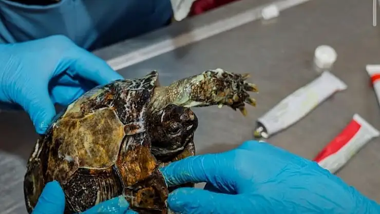 Yangından kurtulan kaplumbağa hayata tutunuyor