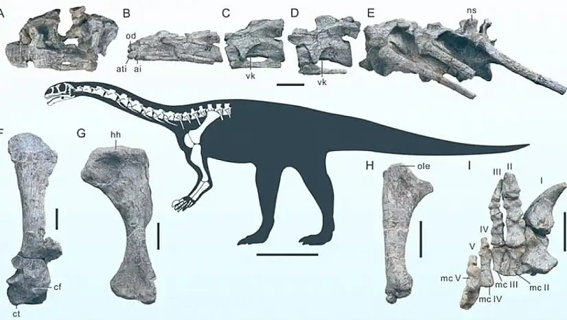 Çin'de 200 milyon yıllık yeni dinozor türü keşfedildi: 'Wudingloong wui'