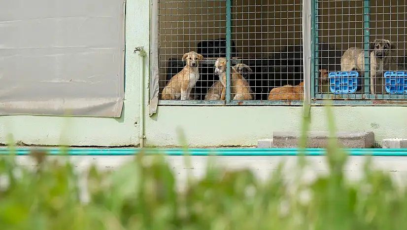 Menemen'de can dostlara kesintisiz hizmet: Tedavi sayısı 50 bini geçti