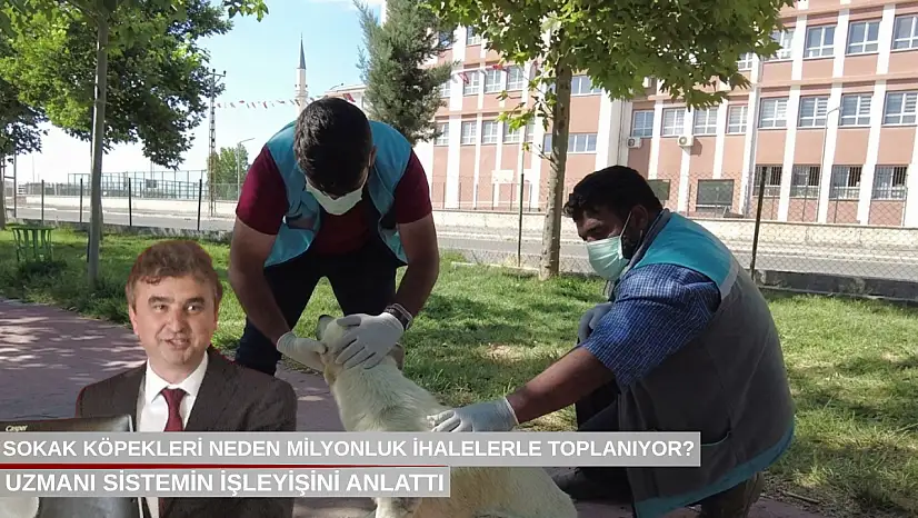 Sokak köpekleri neden milyonluk ihalelerle toplanıyor? Uzmanı sistemin işleyişini anlattı