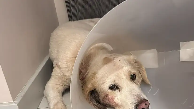 Yeşilova'da fare ve sokak köpeği alarmı: Mahalle sakinleri tedirgin
