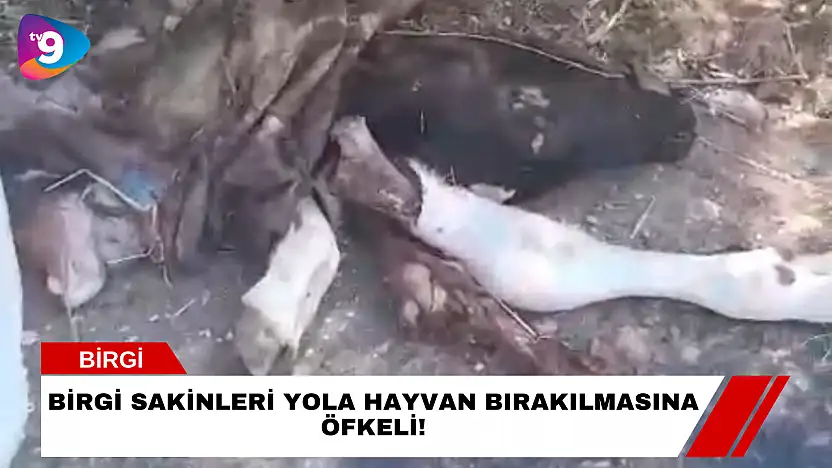 Birgi Sakinleri Yola Hayvan Bırakılmasına Öfkeli!