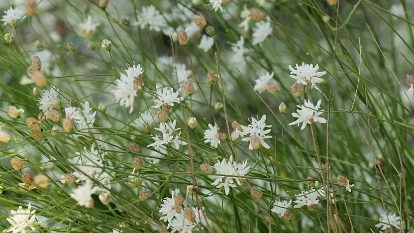 Denizli Çameli'de keşfedilen yeni bitki türü bilim literatürüne girdi