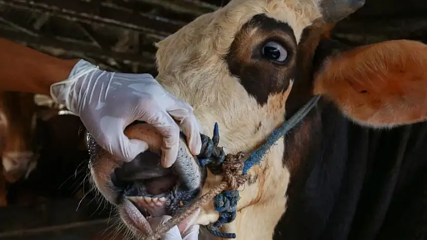 Ödemiş, Tire ve çevresinde hayvan üreticileri tedirgin