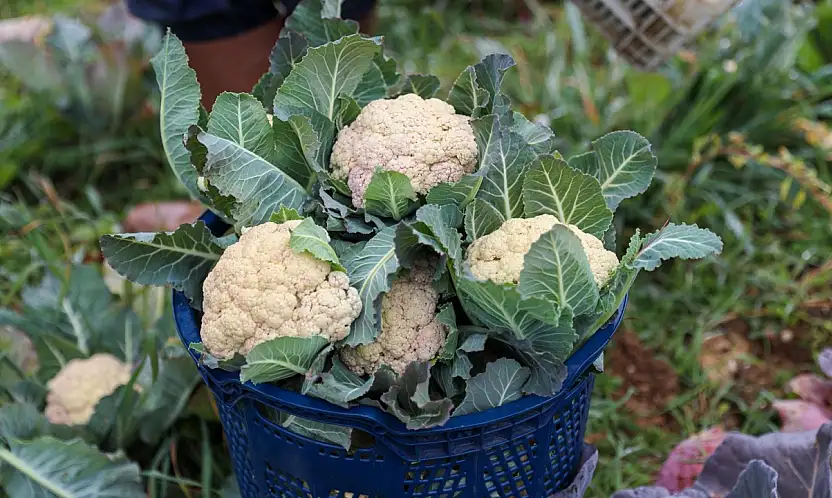 Buca'da dayanışma ve üretim sürüyor: Kent lokantalarına mevsim sebzeleri