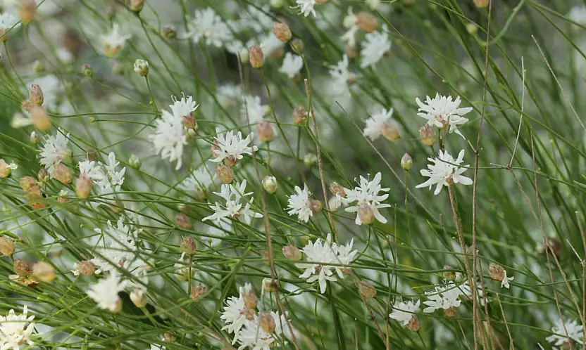 Denizli Çameli'de keşfedilen yeni bitki türü bilim literatürüne girdi