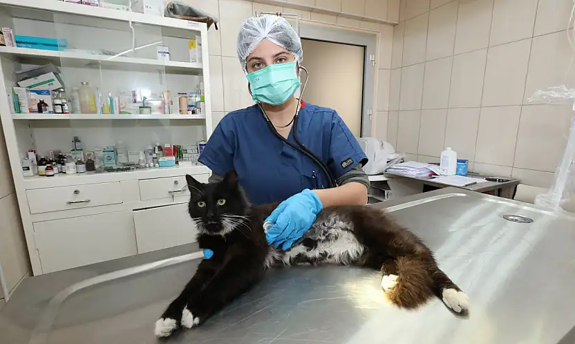 Gaziemir Belediyesi'nden sokak hayvanlarına büyük destek