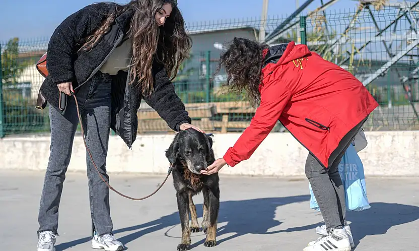 İzmir Büyükşehir Belediyesi, Menemen yangınından kurtarılan hayvanlara sahiplendiriyor