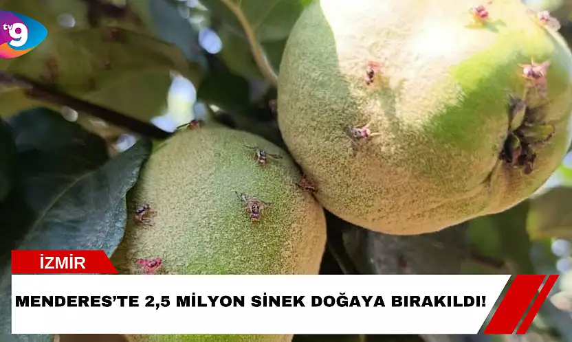 Menderes'te 2,5 Milyon Sinek Doğaya Bırakıldı!