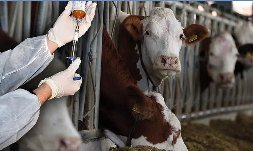 Milas'ta şap salgını önlemleri kapsamında hareket kısıtlaması uygulanıyor