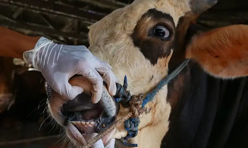 Ödemiş, Tire ve çevresinde hayvan üreticileri tedirgin