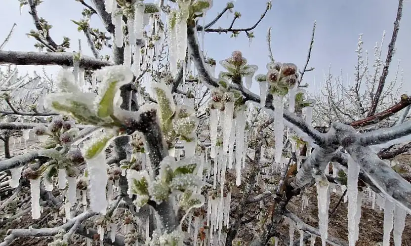 Soğuk hava dalgası tarım alanlarını etkileyecek