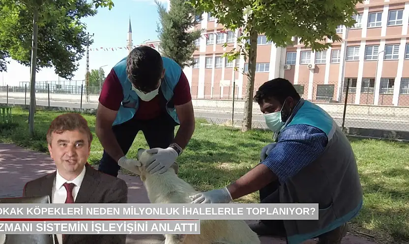 Sokak köpekleri neden milyonluk ihalelerle toplanıyor? Uzmanı sistemin işleyişini anlattı
