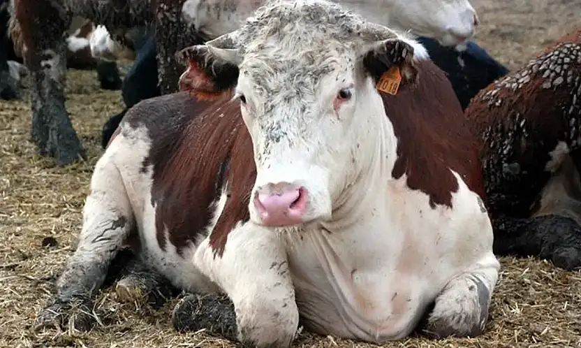Tedavisi olmayan deli dana hastalığı Ankara'dan sonra Bolu'da da görüldü